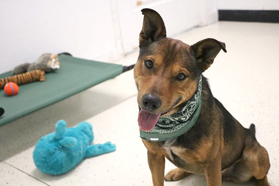 PET OF THE WEEK: Rufus